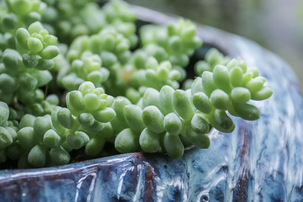 Succulent Green Thick Leaves Close Up gray Macro
