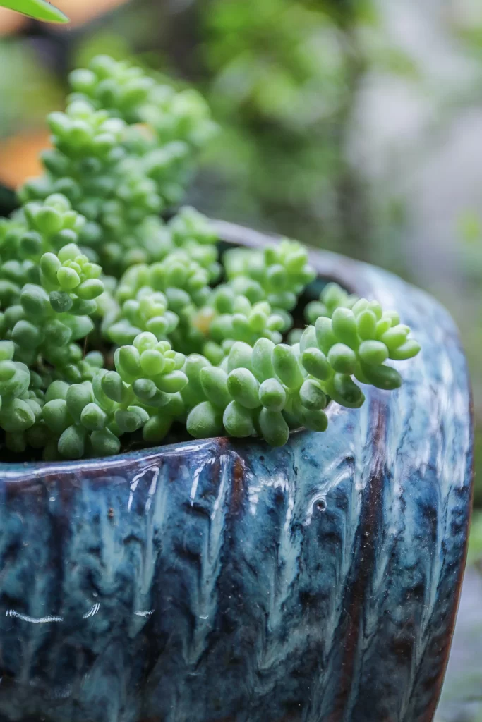Succulent Green Thick Leaves Close Up gray Macro