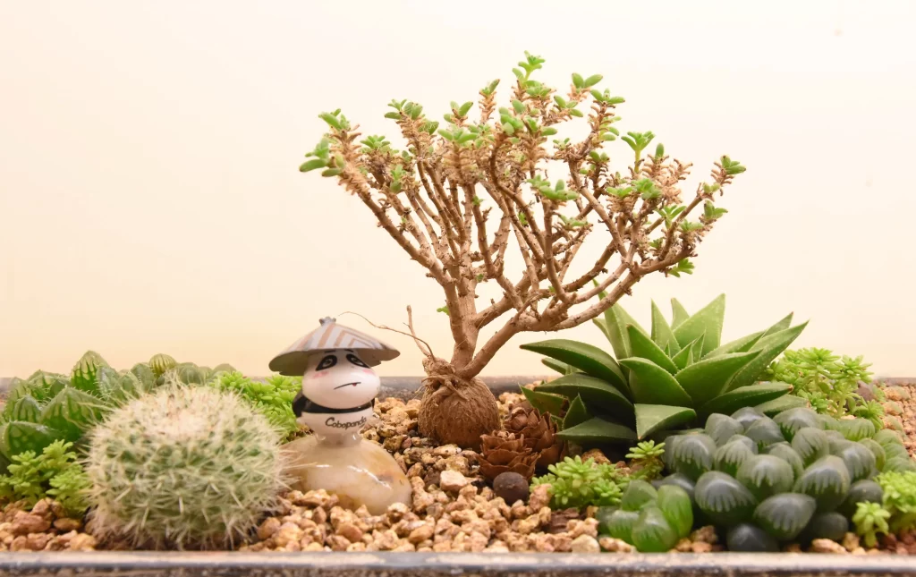 Succulent Green Thick Leaves Cactus