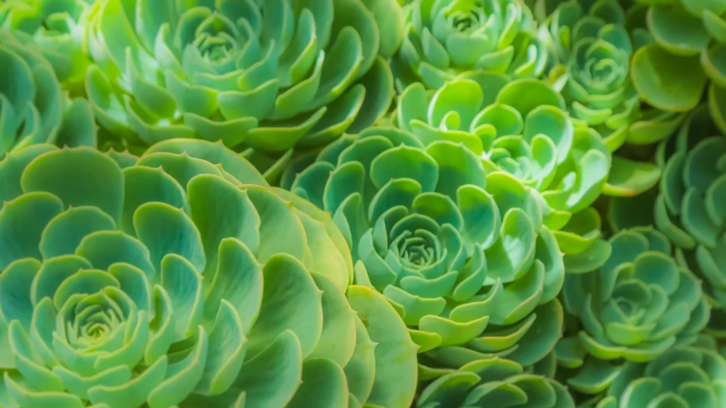 Succulent Green Thick Leaves Close Up neutral Macro