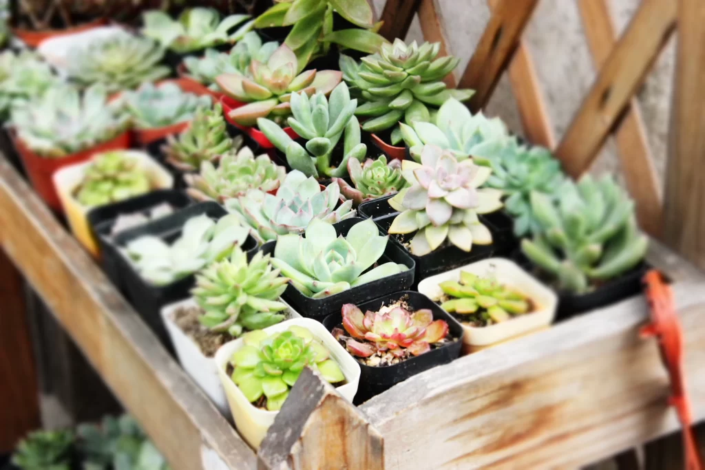 Succulent Green Thick Leaves Close Up gray Garden