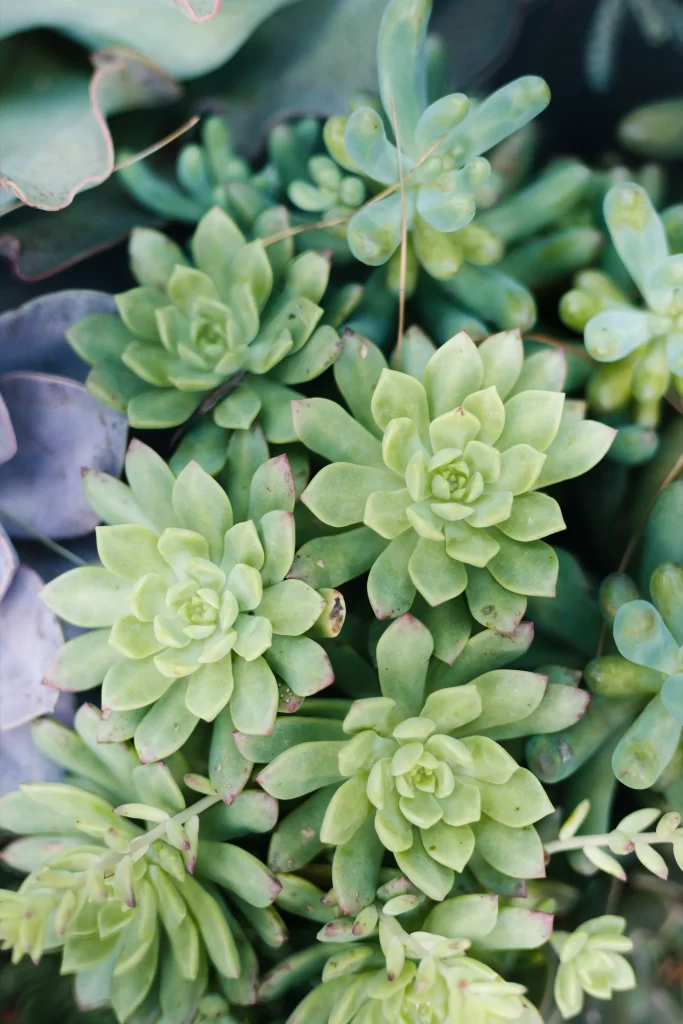 Succulent Green Thick Leaves Close Up Garden gray Macro