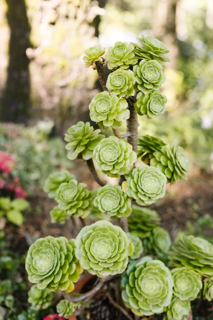 Succulent Green Thick Leaves Close Up neutral Garden