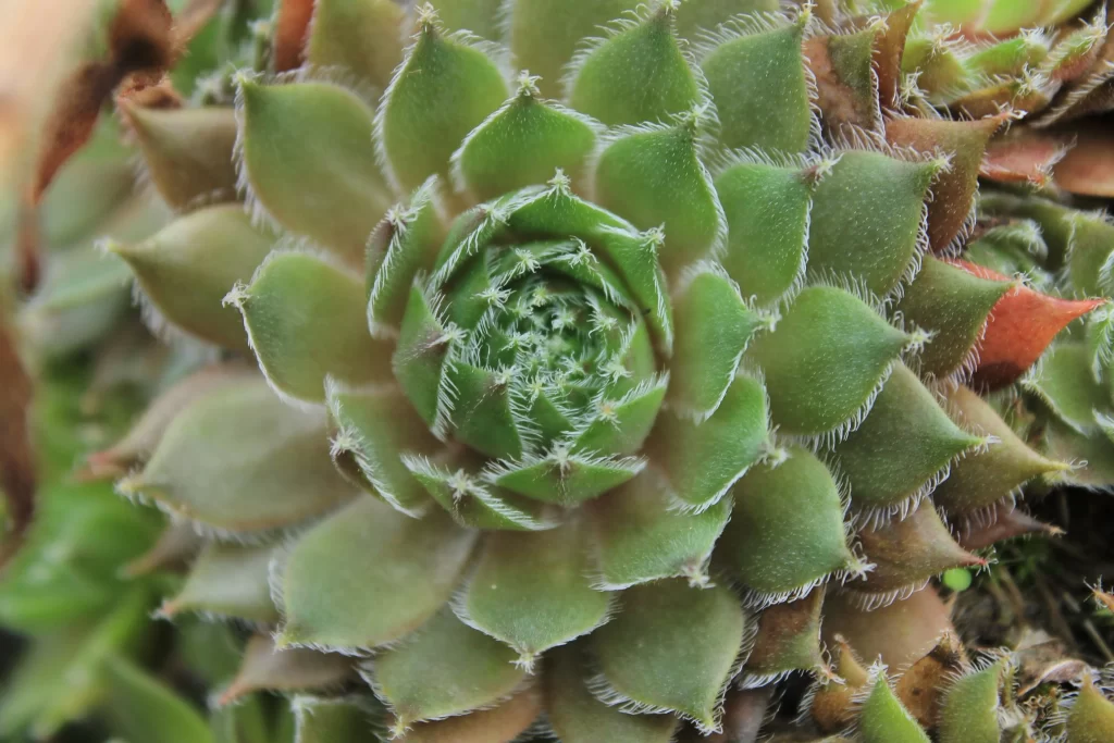 Succulent Green Thick Leaves Close Up neutral Macro