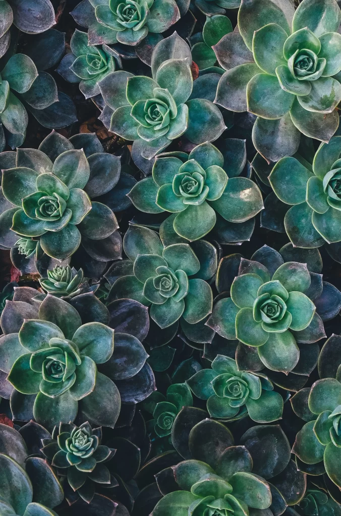 Succulent Green Thick Leaves Close Up Garden gray Macro