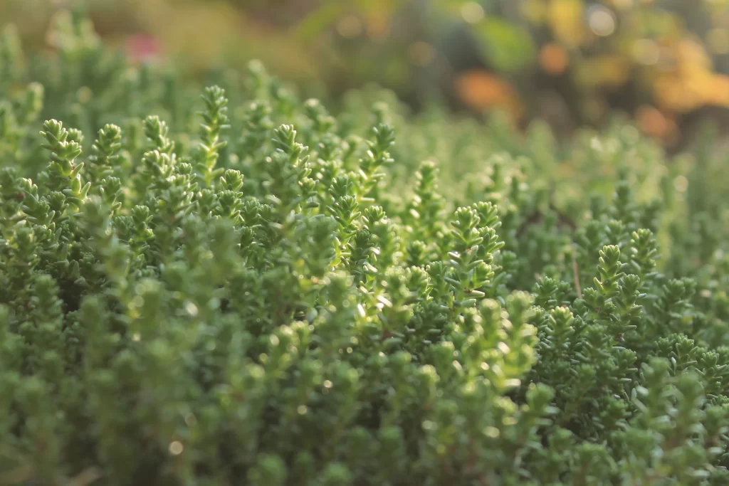 Succulent Green Thick Leaves Close Up Garden neutral Macro
