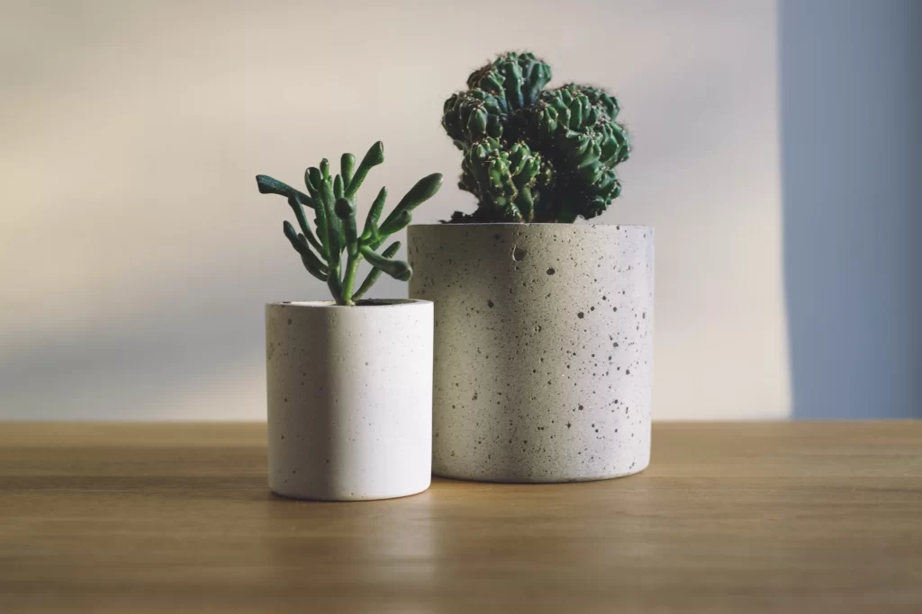 Succulent Green Thick Leaves Speckled Pot