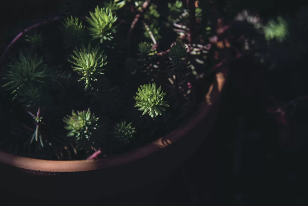 Succulent Green Thick Leaves Close Up black Garden