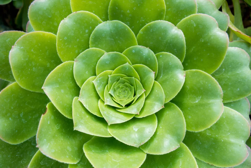 Succulent Green Thick Leaves Close Up neutral Macro