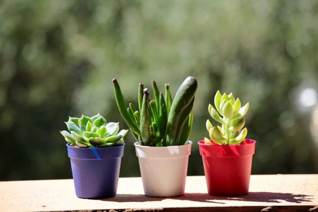 Succulent Green Thick Leaves Close Up gray Garden