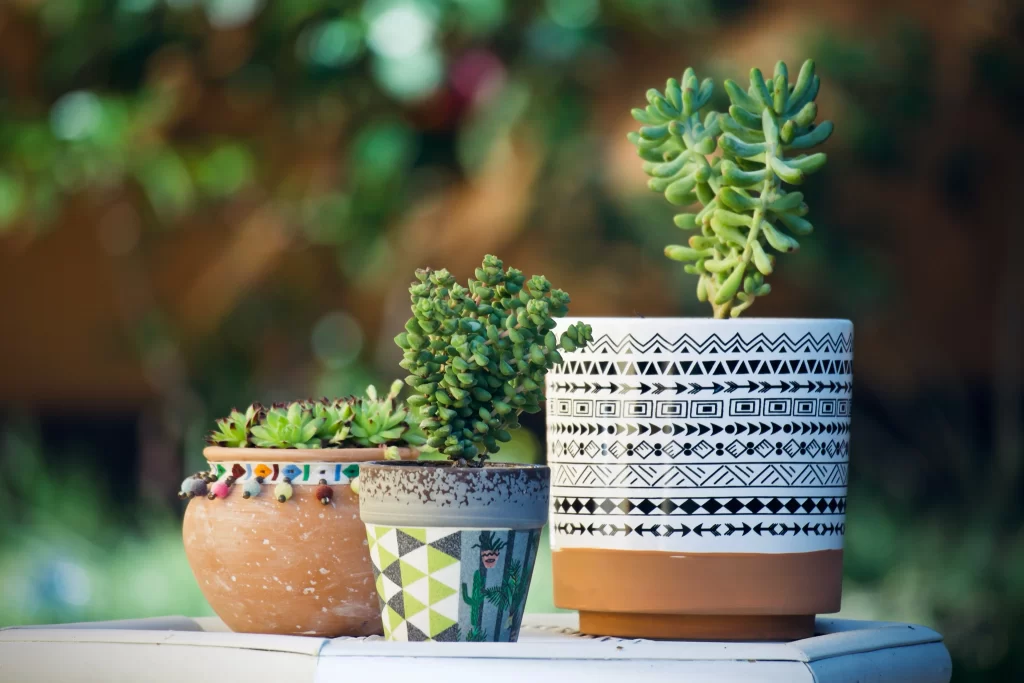 Succulent Green Thick Leaves Decorative Pottery