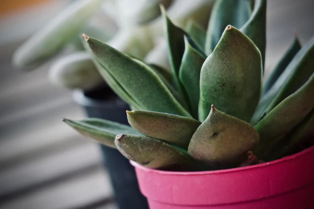 Succulent Green Thick Leaves Close Up gray Macro