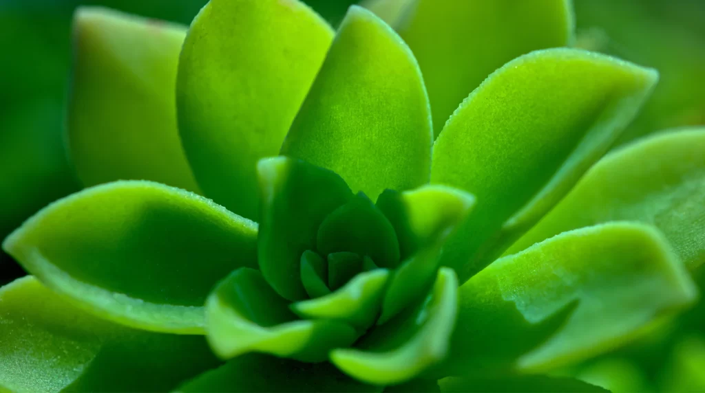 Succulent Green Thick Leaves Close Up neutral Macro