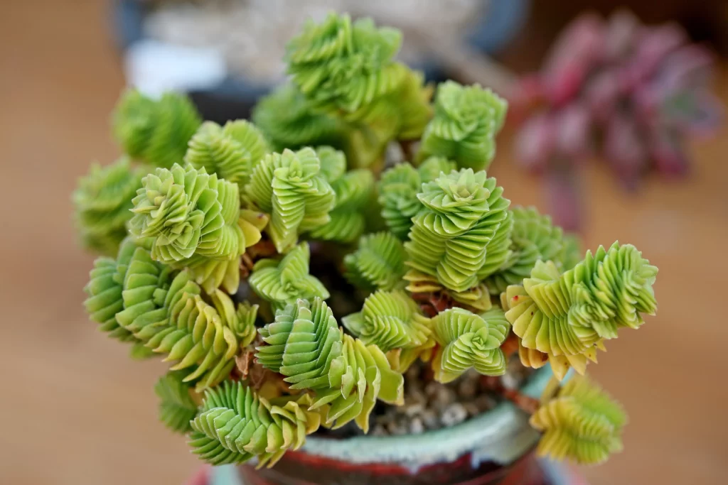 Succulent Green Thick Leaves Close Up neutral Macro