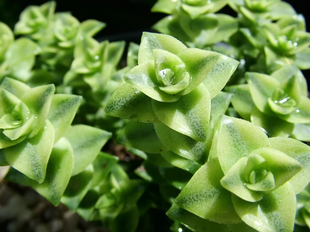 Succulent Green Thick Leaves Close Up neutral Macro