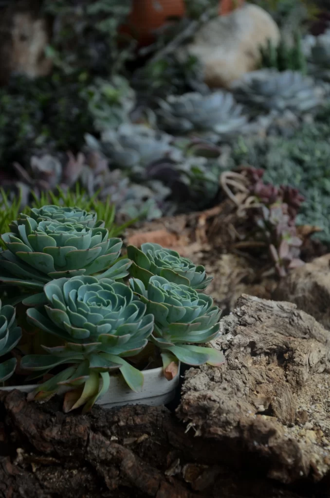 Succulent Green Thick Leaves Close Up gray Garden