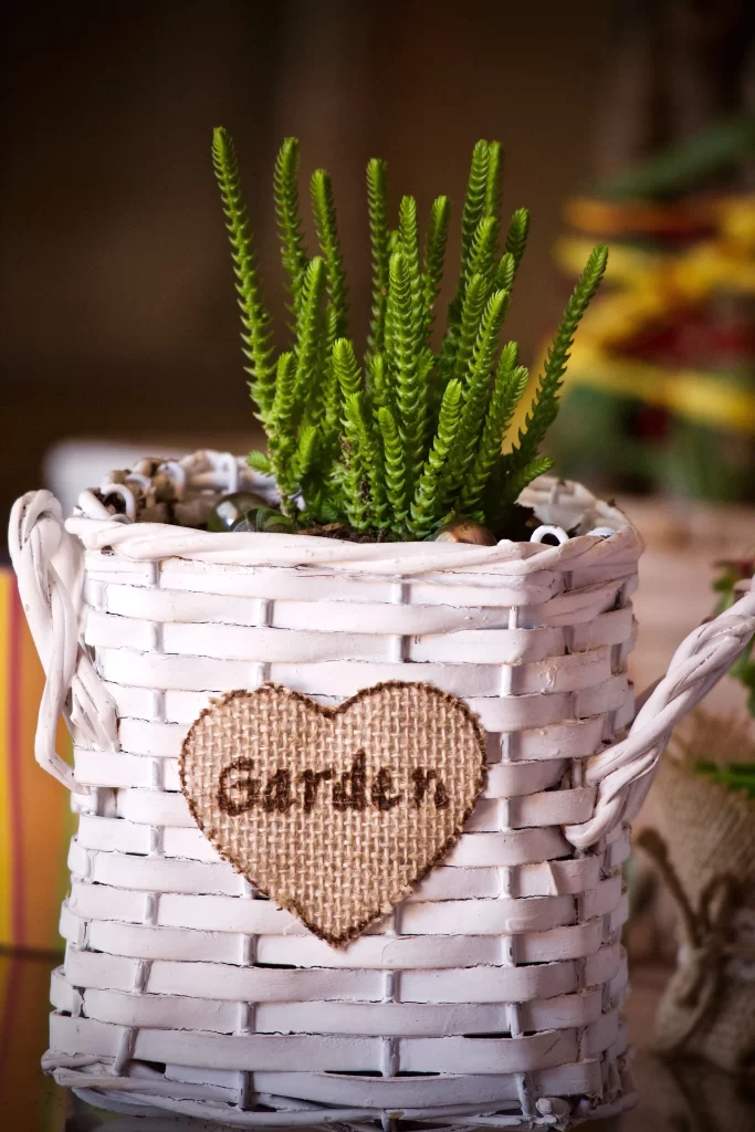 Succulent Green Thick Leaves Basket Heart Garden