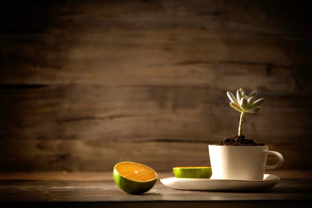 Succulent Green White Thick Leaves Cup