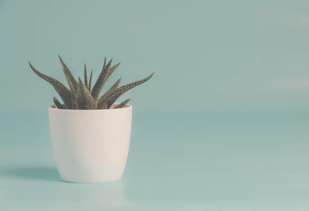 Succulent Green White Thick Leaves Spiky Edges