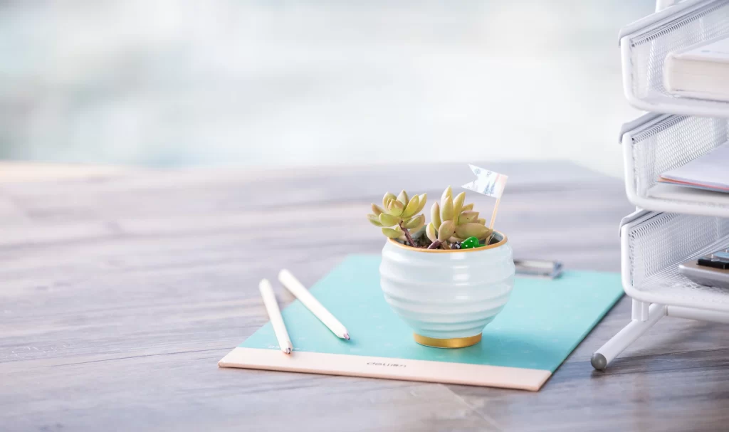 Succulent Green Yellow Leaves Pot