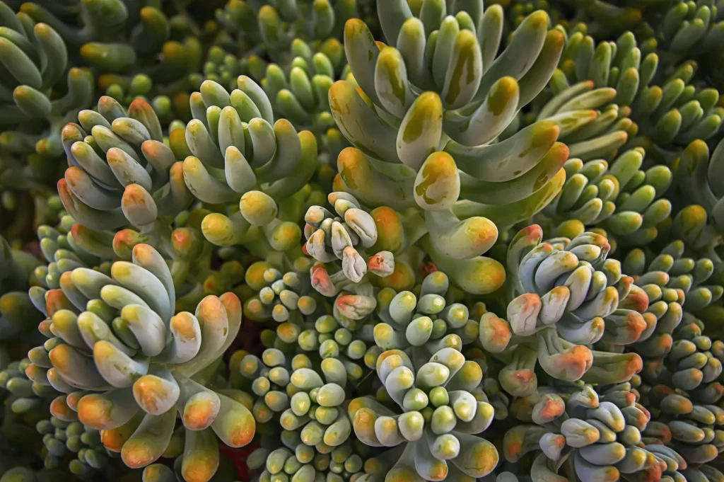 Succulent Green Yellow Orange Thick Leaves