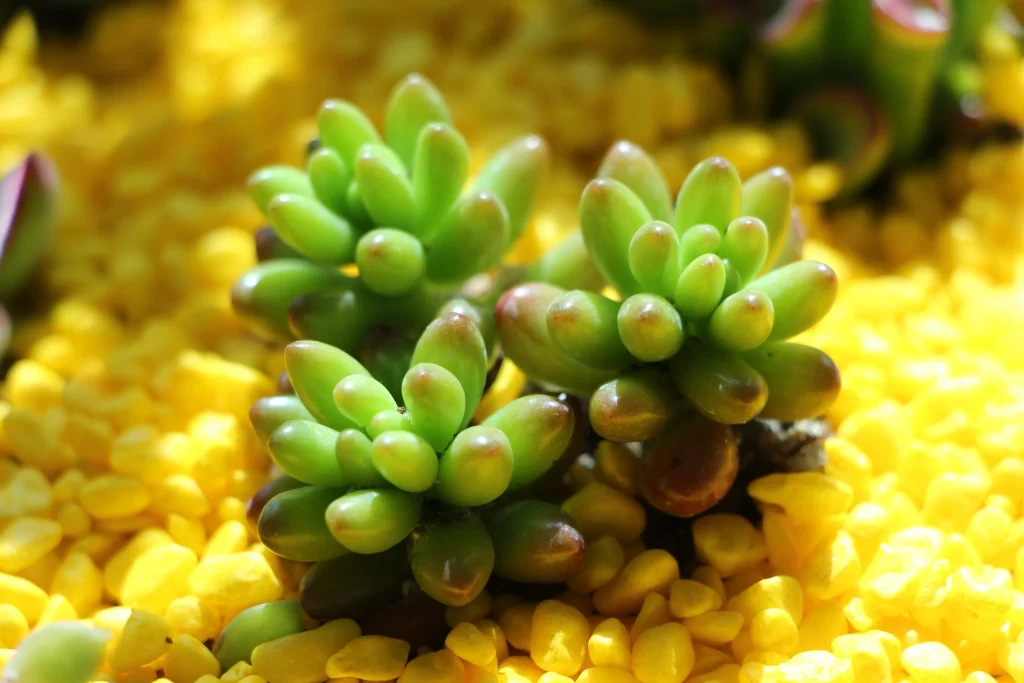 Succulent Green Yellow Thick Leaves
