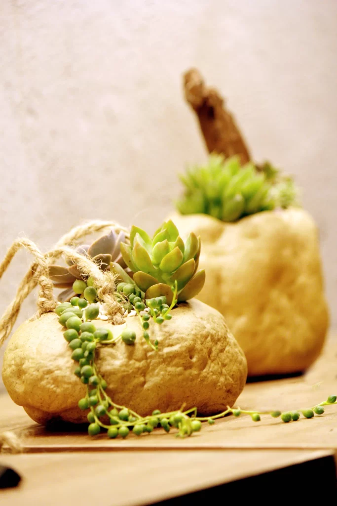 Succulent Green Yellow Thick Leaves Texture