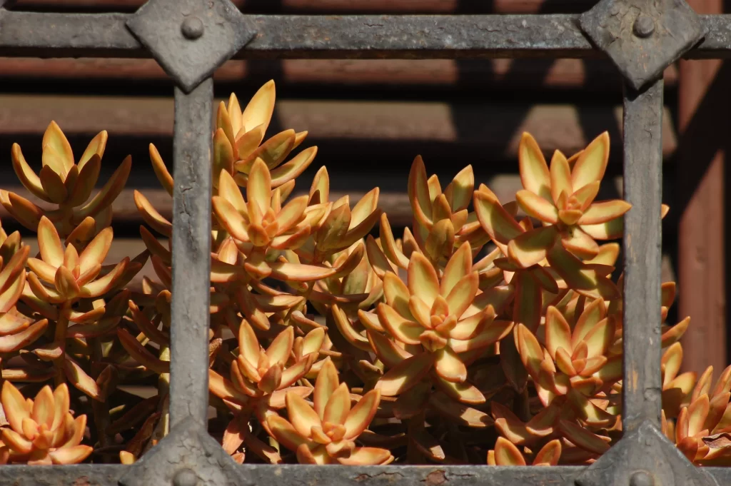 Succulent Orange Yellow Thick Leaves Close Up