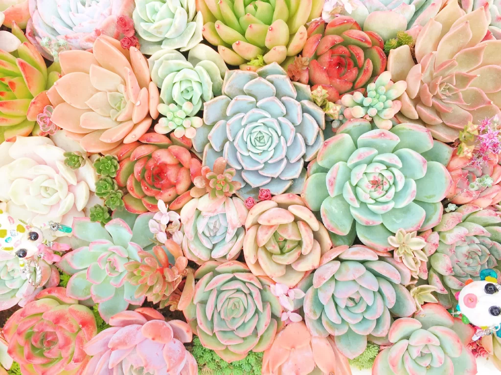 Succulent Pastel Colors Thick Leaves Close Up Garden