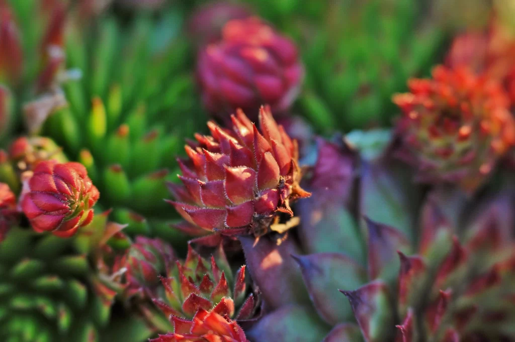 Succulent Red Green Close Up Garden Macro