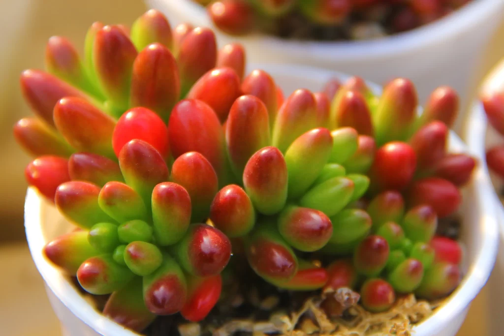 Succulent Red Green Thick Leaves Close Up Macro