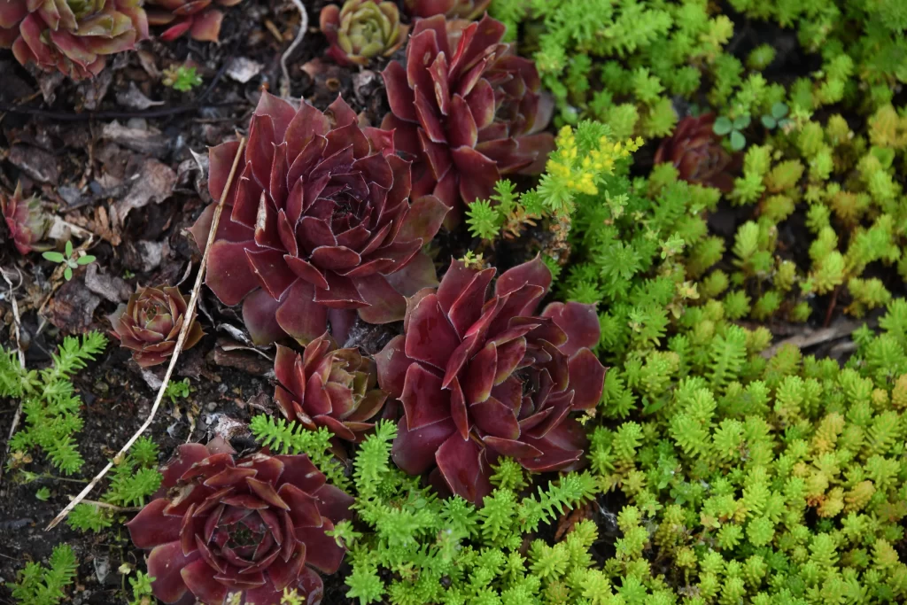 Succulent Rosette Burgundy Green Fleshy Leaves Close Up Garden