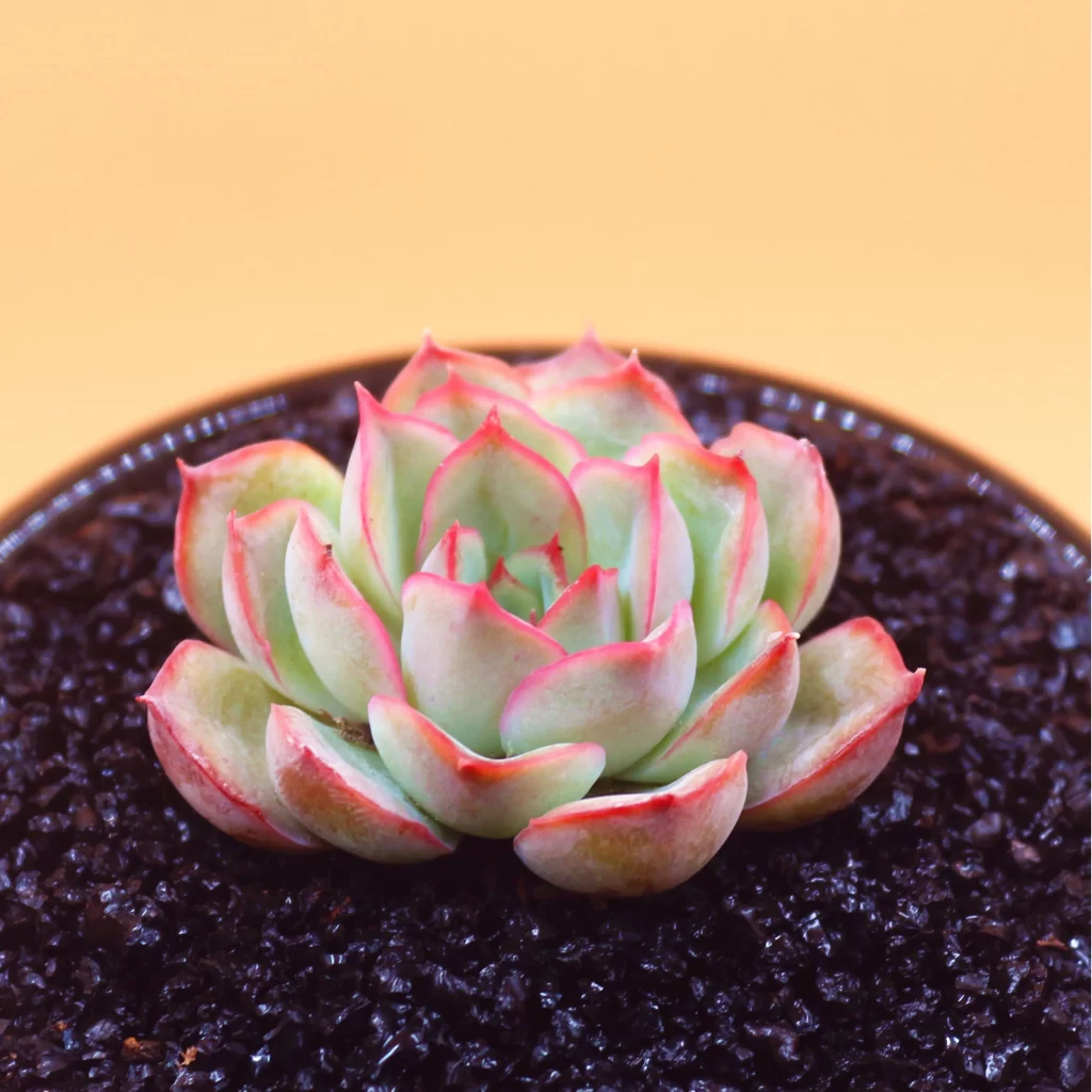 Succulent Rosette Green Red Edges Thick Leaves Close Up