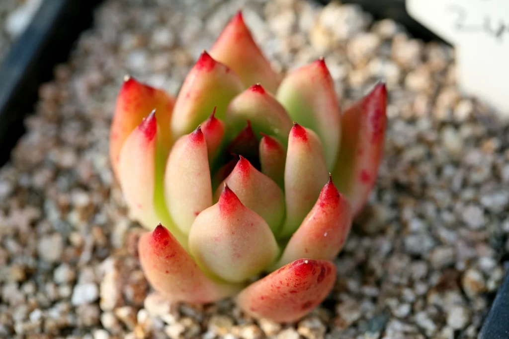 Succulent Rosette Red Green Thick Leaves