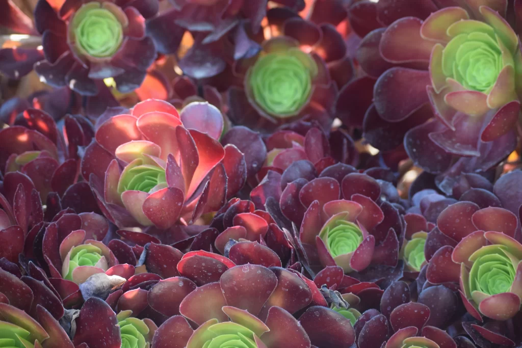 Succulent Rosette Red Green Leaves