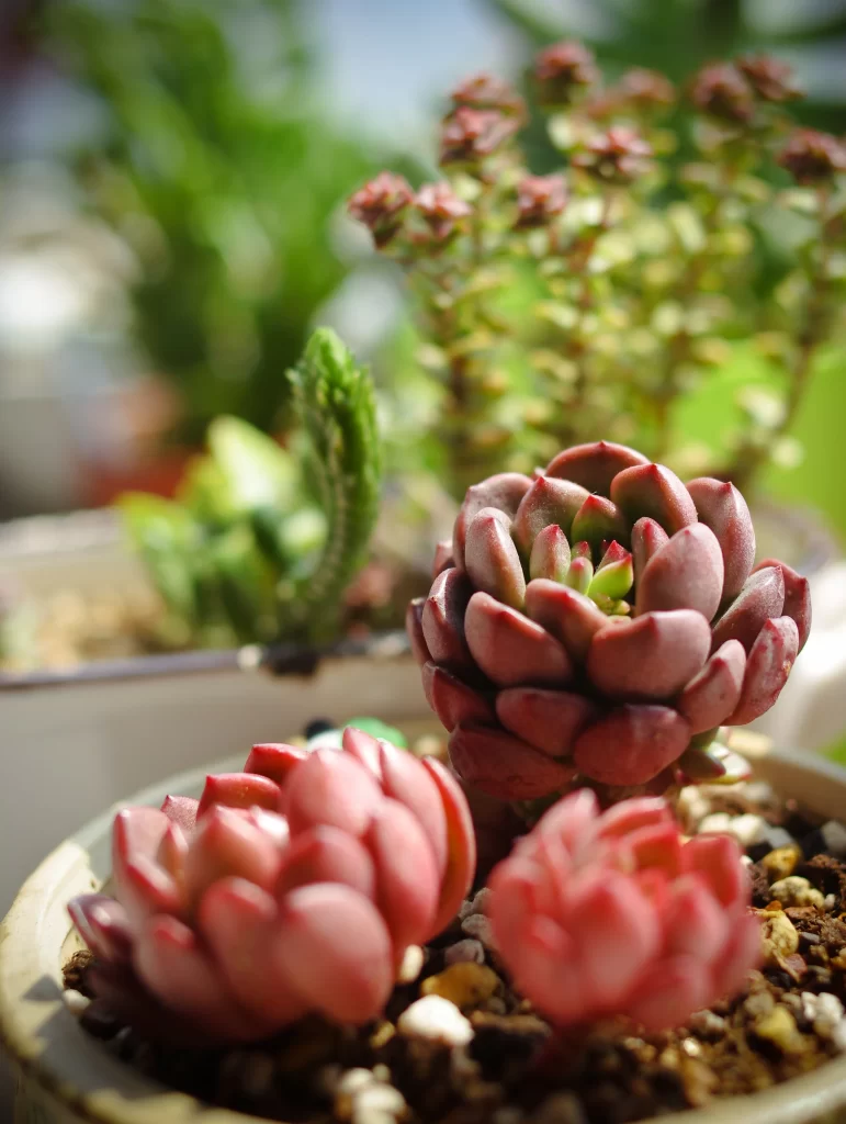 Succulent Rosette Red Green Close Up Macro