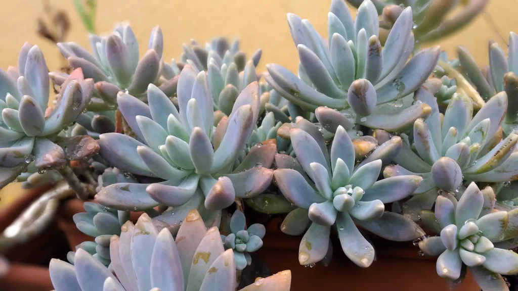 Succulent Thick Leaves Blue Green Close Up Macro