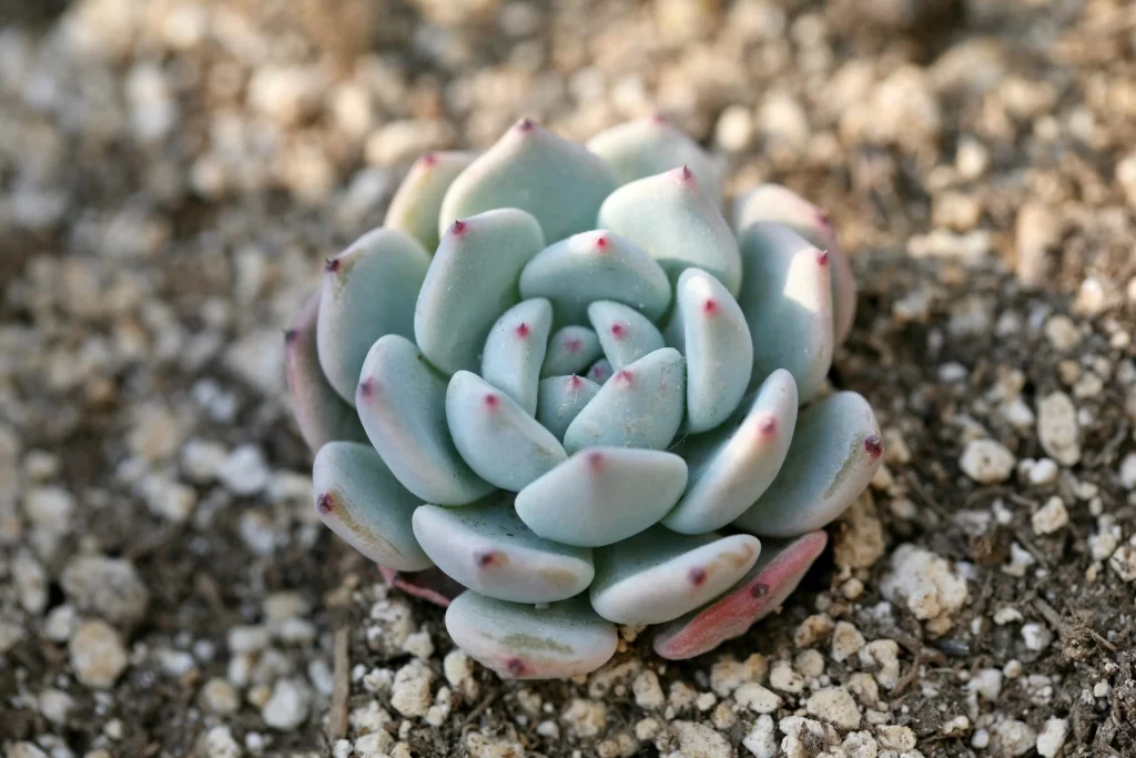 Succulent Thick Leaves Blue Green Close Up gray Garden