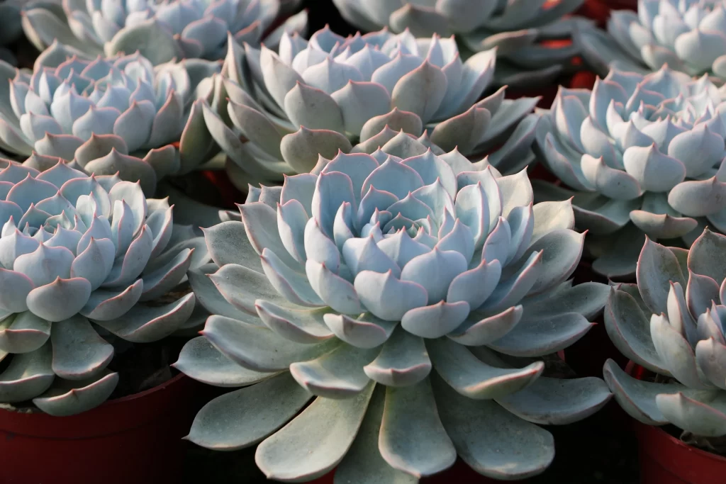 Succulent Thick Leaves Blue Green Close Up gray Garden