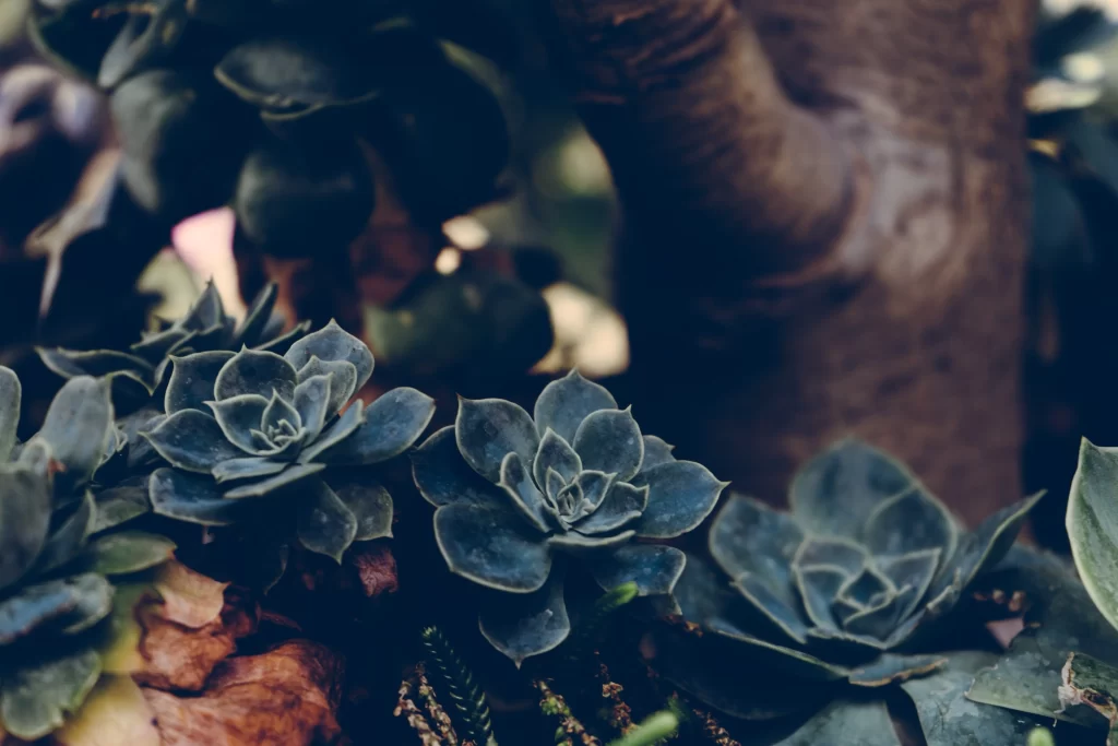 Succulent Thick Leaves Blue Green Close Up gray Garden