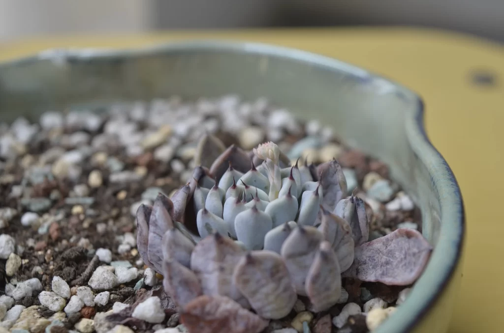 Succulent Thick Leaves Blue Green Close Up Blooming Bud