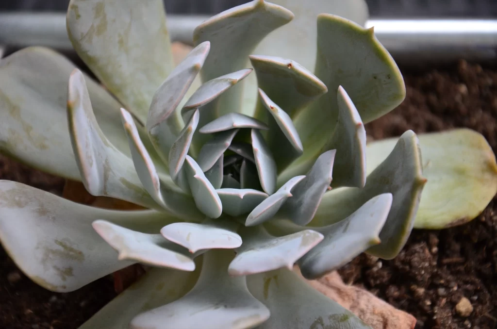 Succulent Thick Leaves Green Blue Edges Close Up