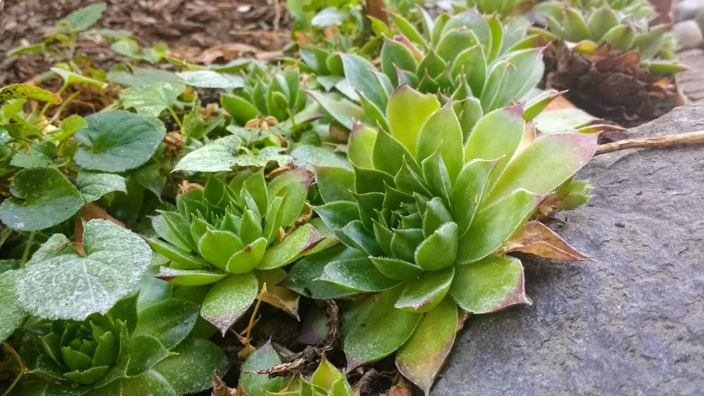 Succulent Thick Leaves Green Brown Edges Close Up Garden