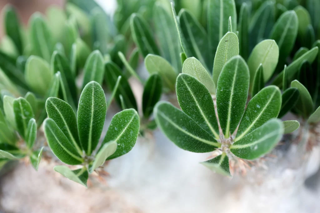 Succulent Thick Leaves Green Close Up neutral Macro
