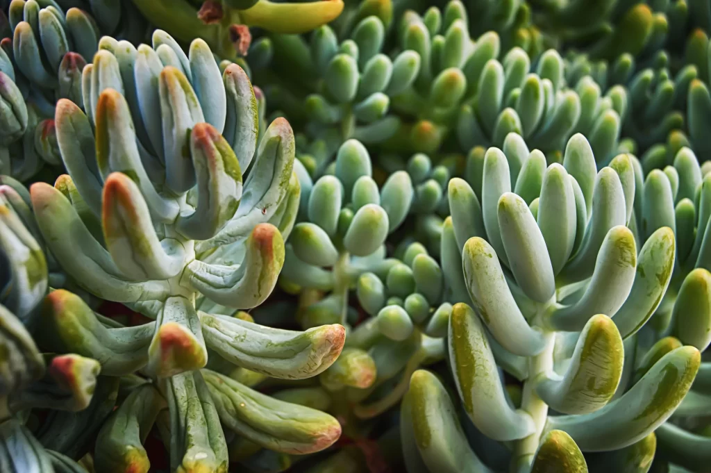 Succulent Thick Leaves Green Blue Close Up neutral Macro