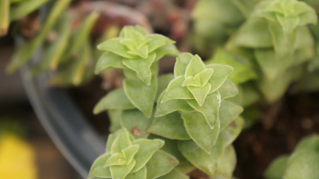 Succulent Thick Leaves Green Close Up Garden neutral Macro