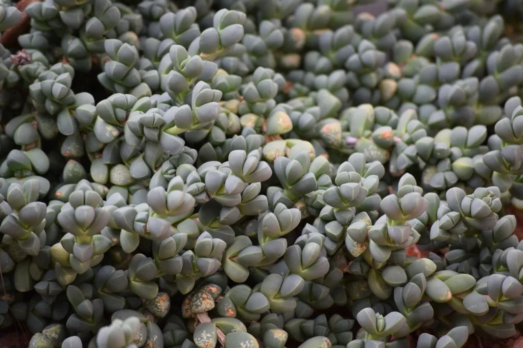 Succulent Thick Leaves Green Blue Fleshy gray Macro