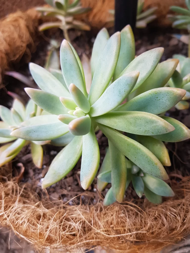 Succulent Thick Leaves Green Speckled Macro