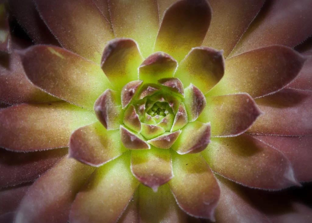 Succulent Thick Leaves Green Red Close Up neutral Macro