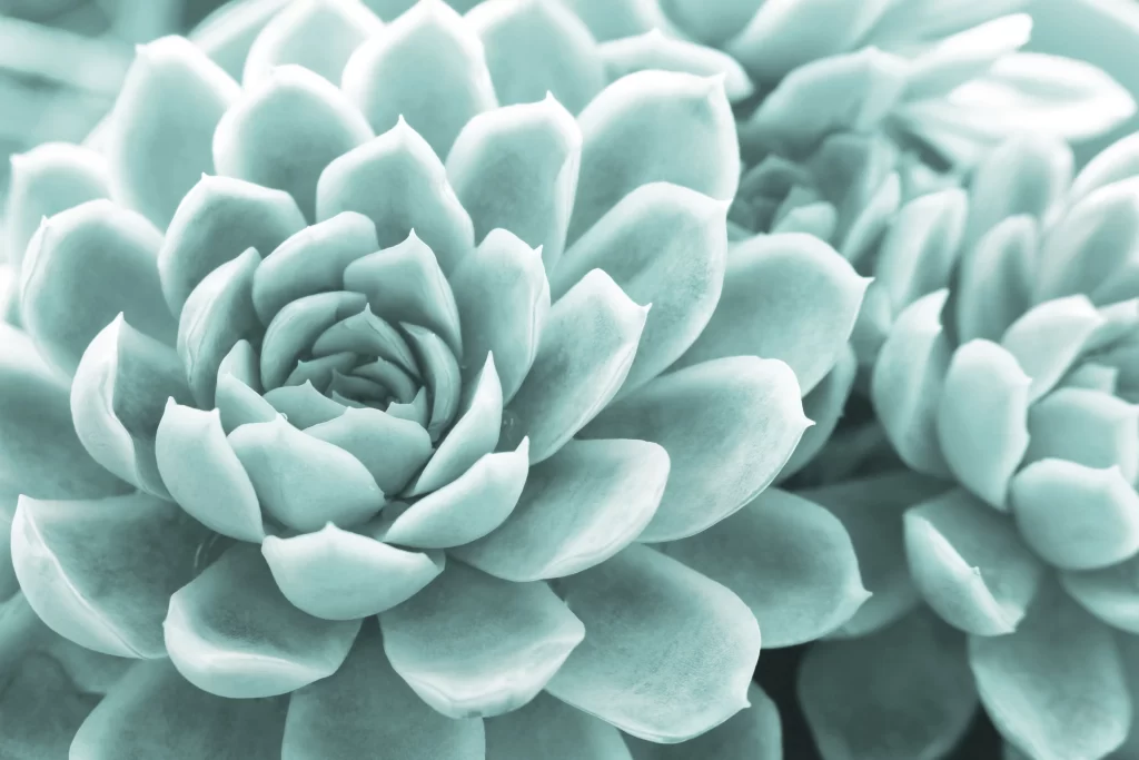Succulent Thick Leaves Green Blue Close Up neutral Macro